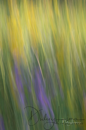 Goldenrod and New England Aster Abstract