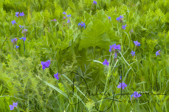 Spiderwort and Silphium Leaves Brighten the June Schulenberg Prairie