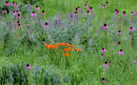 Butterfly Weed and Pale Purple Coneflower Abstract