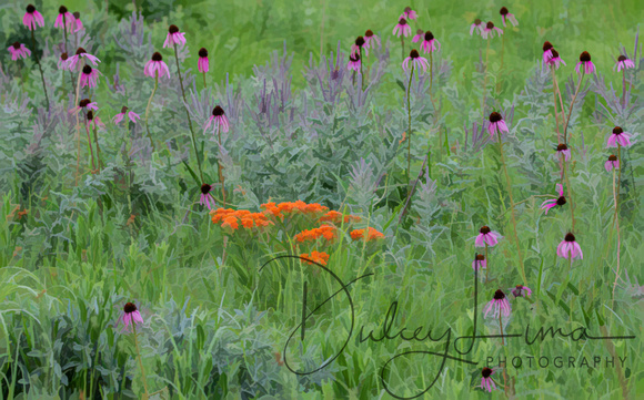 Butterfly Weed and Pale Purple Coneflower Abstract