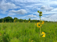 Compass Plant Blooms in July