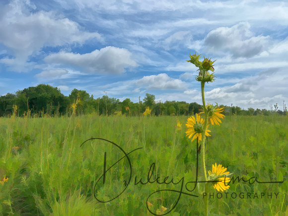 Compass Plant Blooms in July