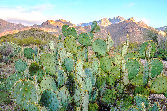 Prickly Pears Against the Catalina Mountains