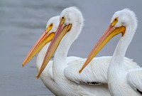 White Pelican Trio