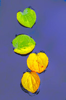 Katsura Leaves