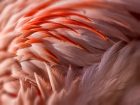Flamingo Finery