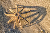 Sea Star Shadow