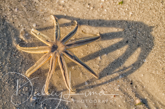 Sea Star Shadow