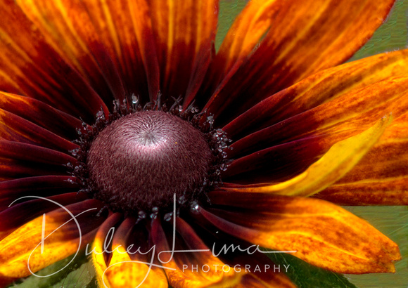 Rudbeckia with Morning Dew