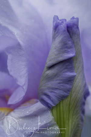 Iris Bud and Flower