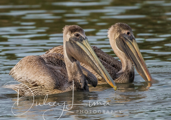 Two Juvenile Brown Pelicans