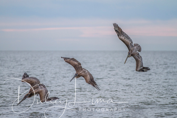 Pelicans Preparing to Strike