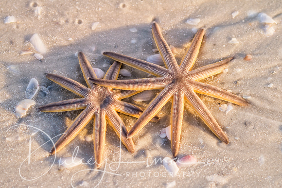 Sunlit Sea Stars