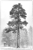 Tall Pine in May Snowstorm