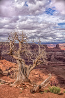 Old Juniper and Clouds at Dead Horse Point