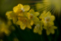 Narcissus and Sunbeams