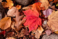 Acadia Fall Leaf Sampler