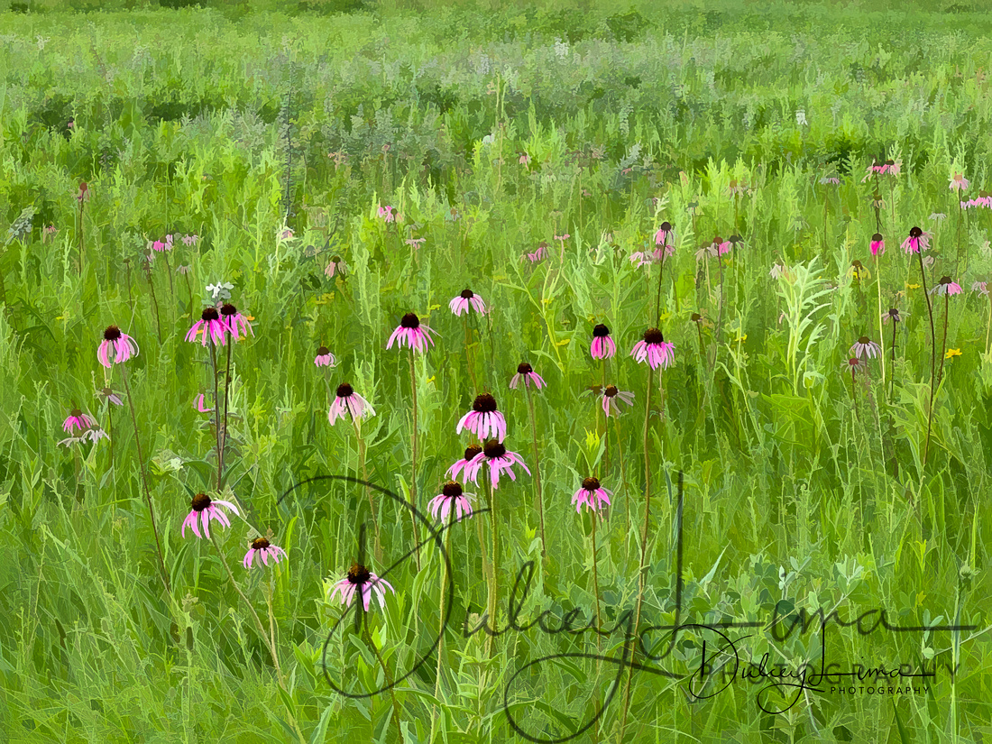 Pale Purple Coneflowers in the Schulenberg Prairie