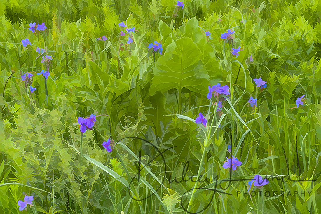 Spiderwort and Silphium Leaves Brighten the June Schulenberg Prairie