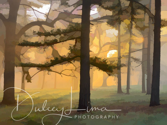 Sunbeams Through Fog and Trees