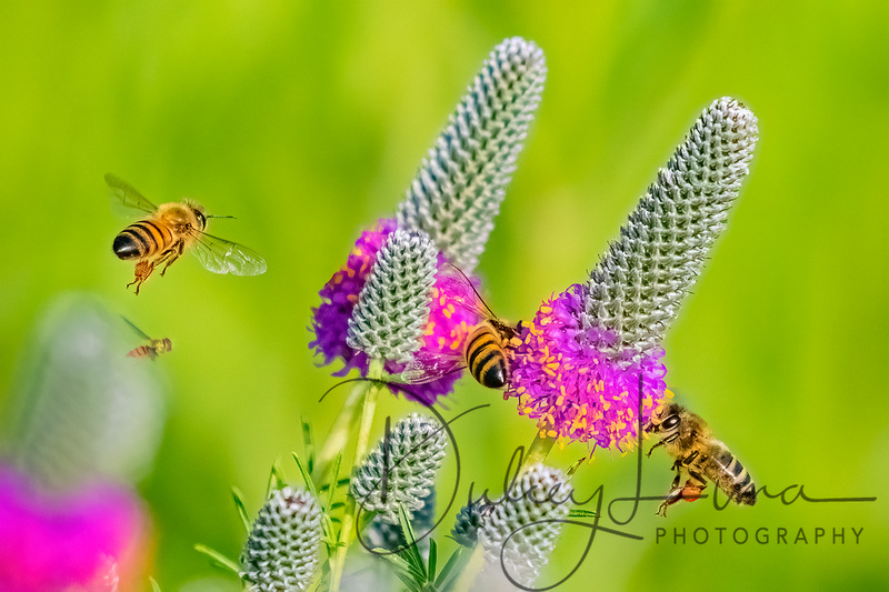 Bees on Purple Prairie Clover