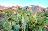 Prickly Pears Against the Catalina Mountains