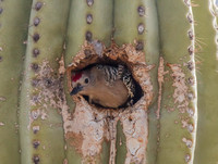 Gila Woodpecker Peaking