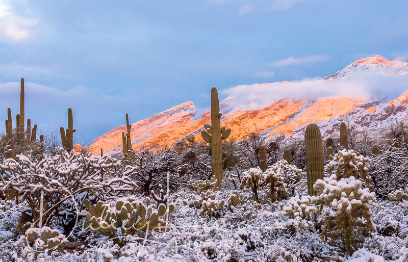 Winter in the Sonoran Desert