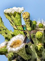 Broad-Billed Hummingbird on Saguaro Blossoms
