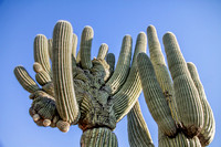 Cristate Cactus