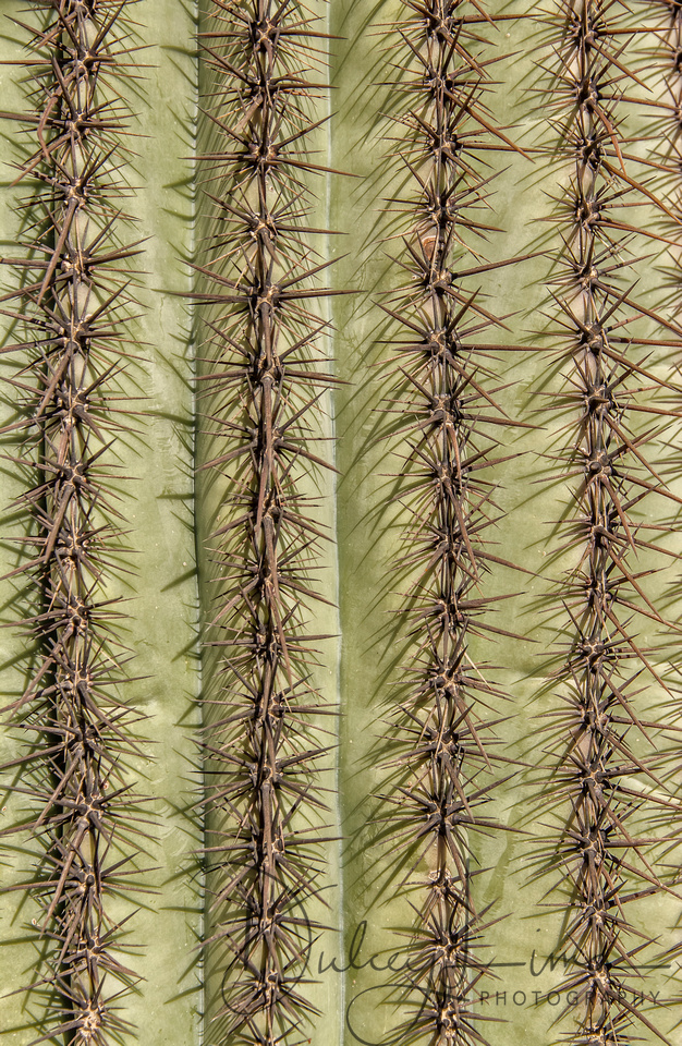 Saguaro Cactus Spines