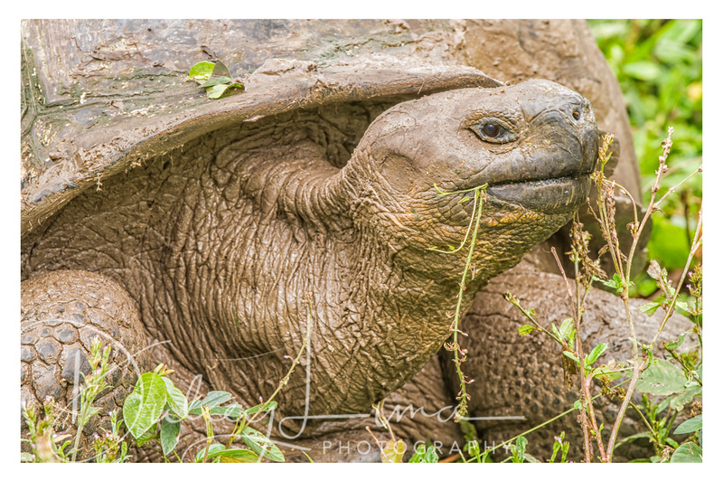 Lunch for a 500 Pound Tortoise