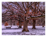Strong Oaks in Winter