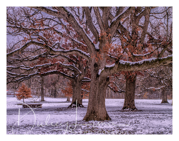 Strong Oaks in Winter