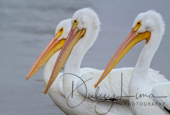 White Pelican Trio