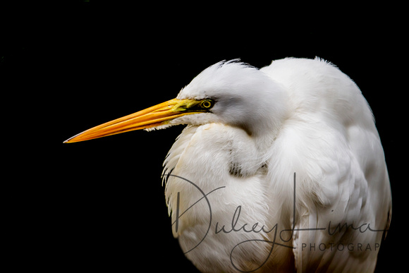 Great White Egret in Profile