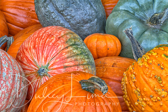 Pumpkin Diversity
