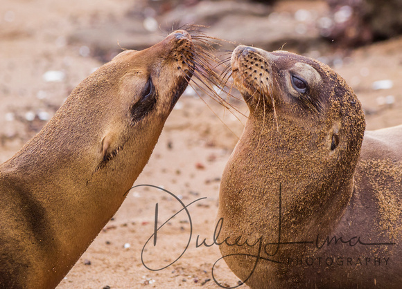 Sea Lion Kiss