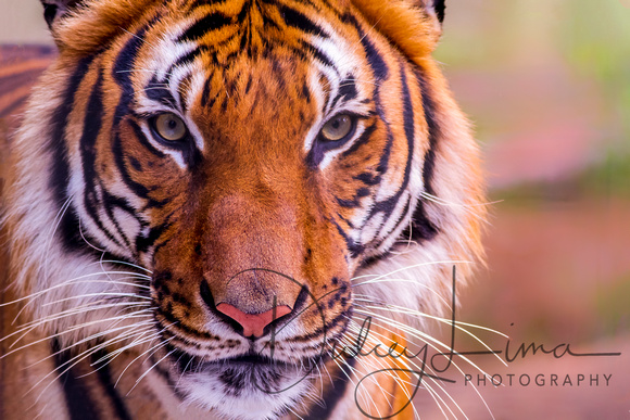 Tiger, Tiger in Living Color
