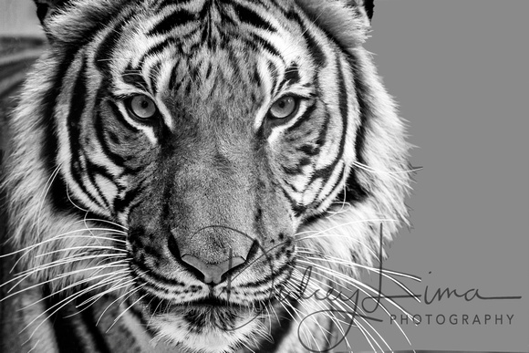 Tiger, Tiger Black and White