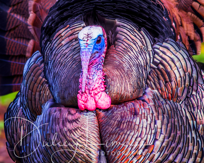 Turkey Display