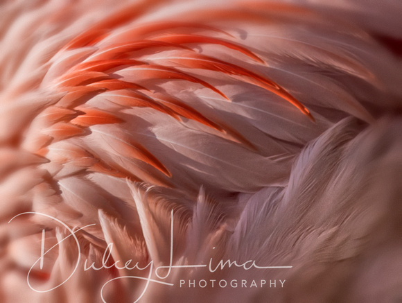 Flamingo Finery