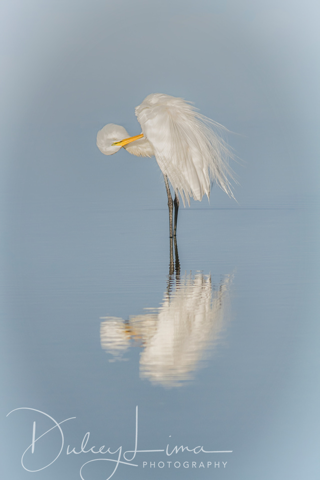 Preening at Dawn