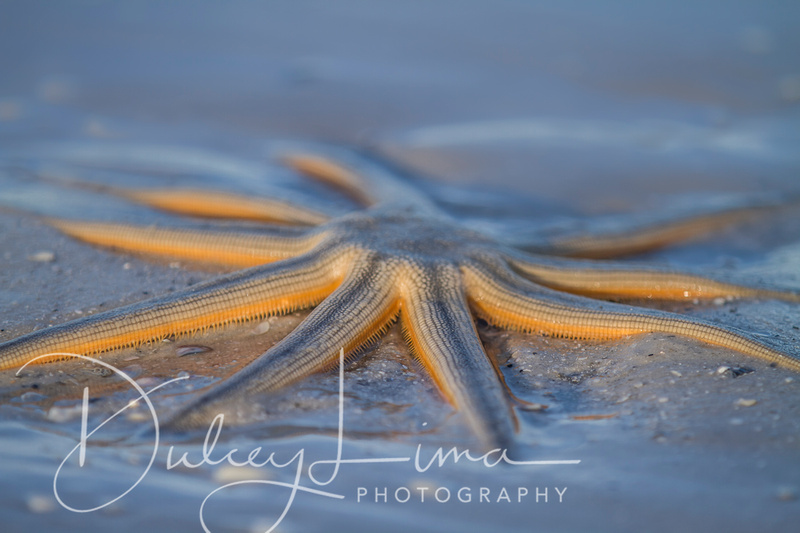 Sea Star at Dawn