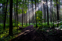 God Rays through the Forest