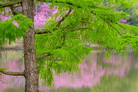 A Larch Tree Frames the Redbuds at Lake Marmo