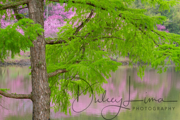 A Larch Tree Frames the Redbuds at Lake Marmo
