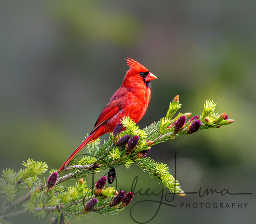 Cardinal on Spruce