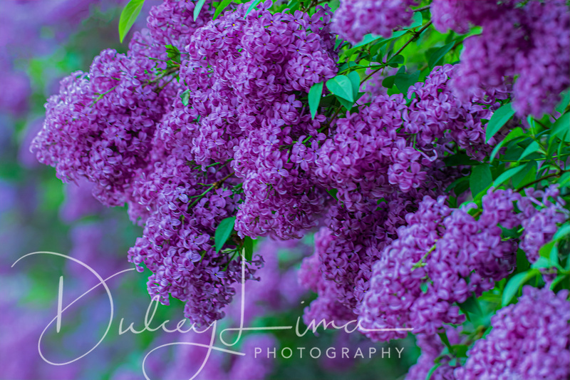 Loads of Lilacs