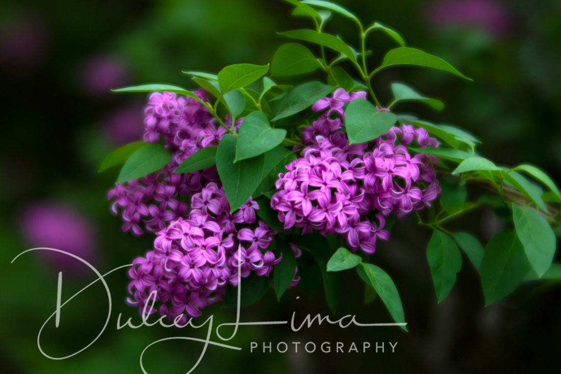 Spring Lilacs